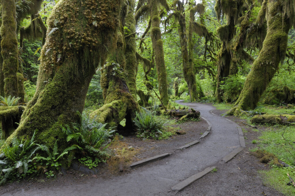 Hoh Rain Forest at olympic national park, Washington State