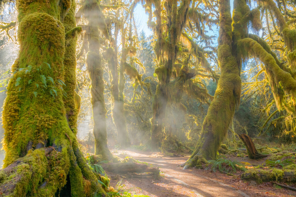 Fairy forest is filled with old temperate trees covered in green and brown mosses. Hoh Rain Forest, Olympic National Park, Washington state, USA